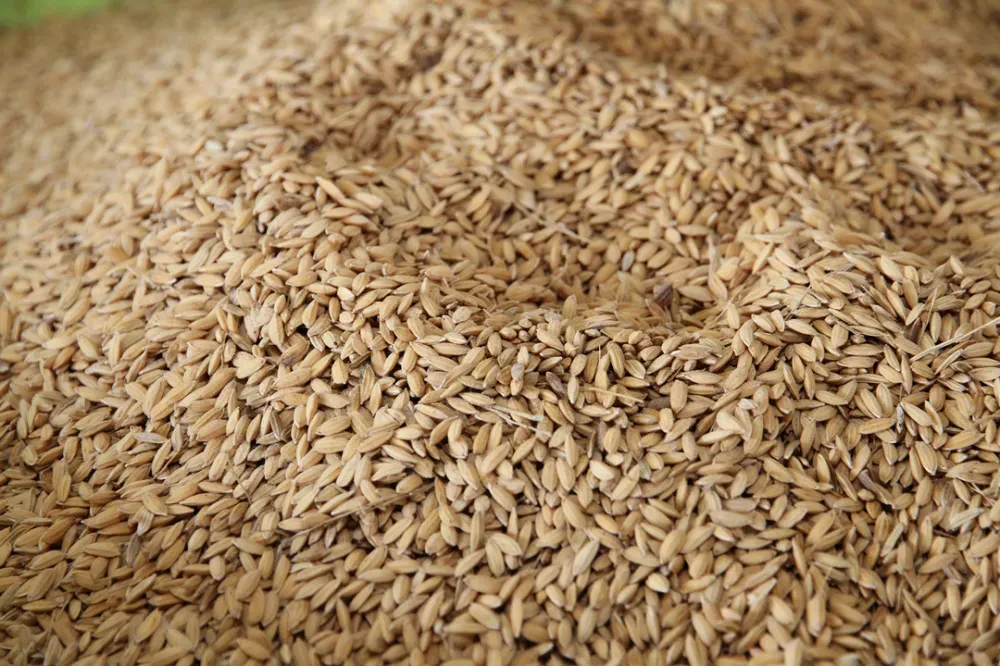 โอสถสภา เปิด “โรงสีชุมชนบ้านวัดจันทร์”สร้างชุมชนบนดอยให้เข้มแข็ง พร้อมอนุรักษ์พันธุ์ข้าวพื้นเมือง